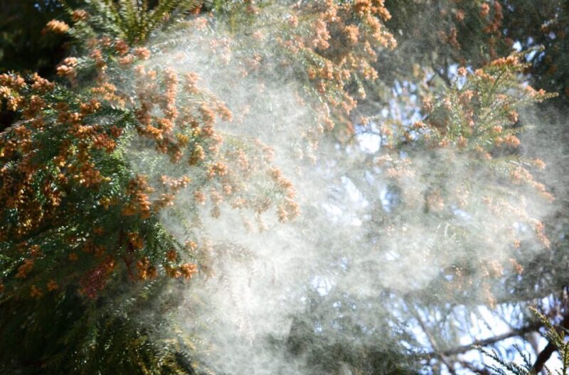 【品川駅港南口徒歩30秒】東京の花粉症はなぜ「重症化」するのか?専門医が教える最新の治療薬「ゾレア」のアイキャッチ画像