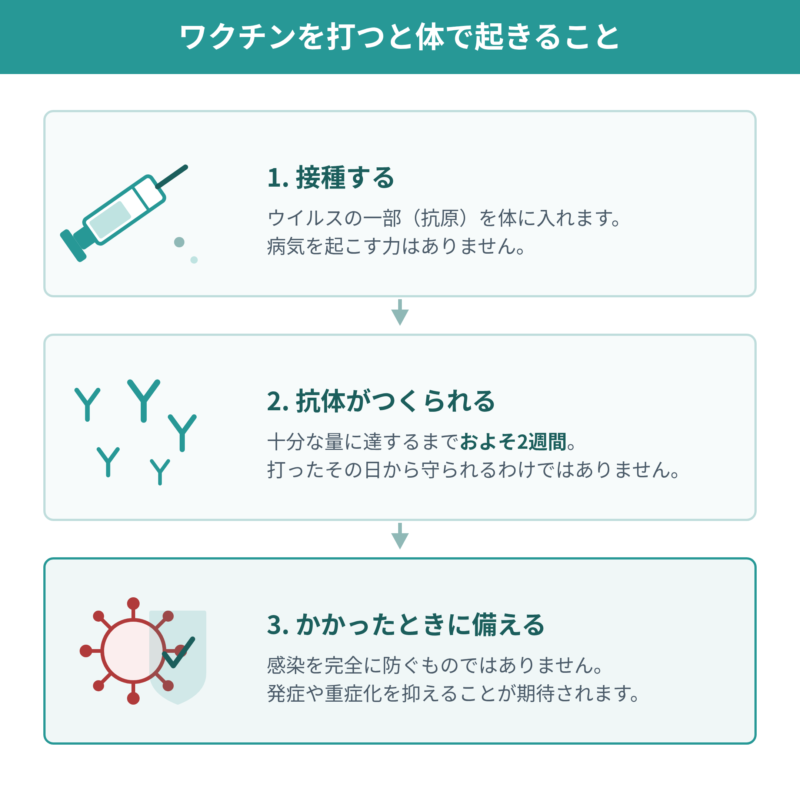 インフルエンザワクチンを接種してから体で起きることを3段階で示したイラスト。接種、約2週間かけて抗体がつくられること、感染時に発症や重症化を抑えることが期待される流れを描いている。