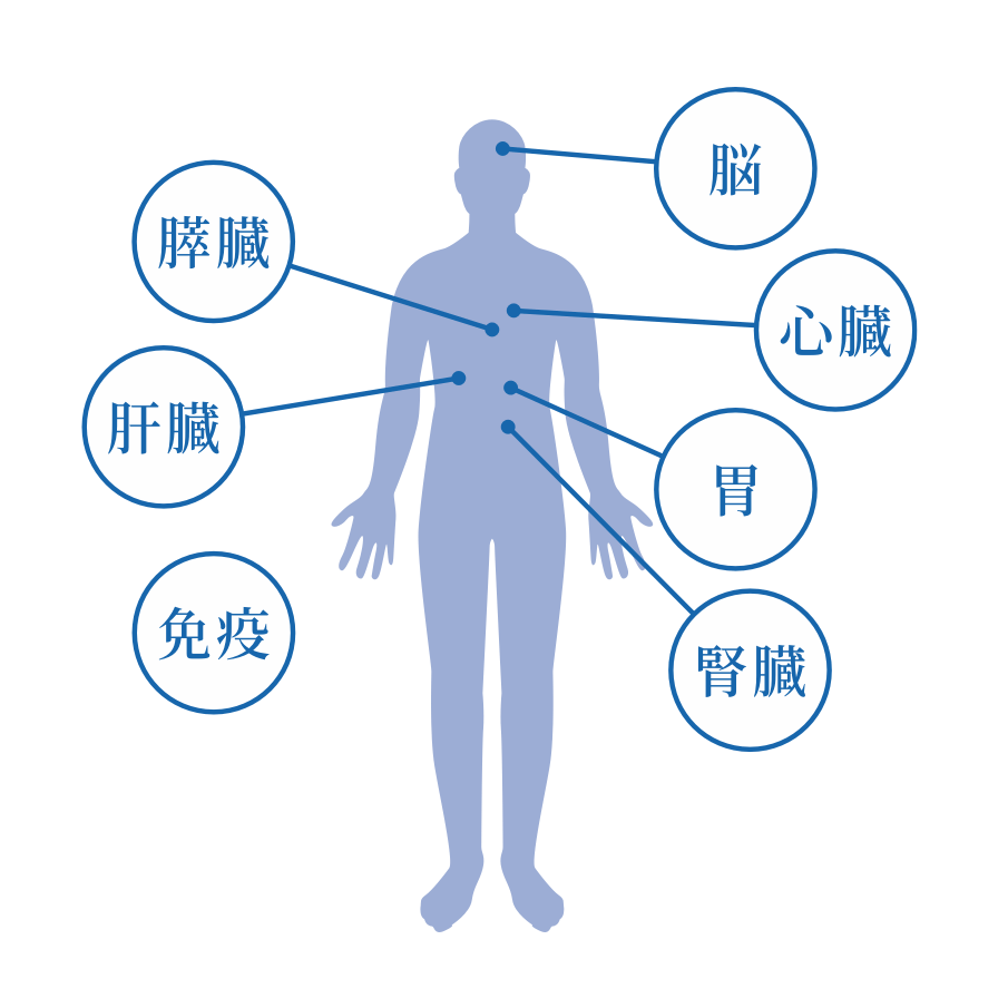 人体のイラスト図