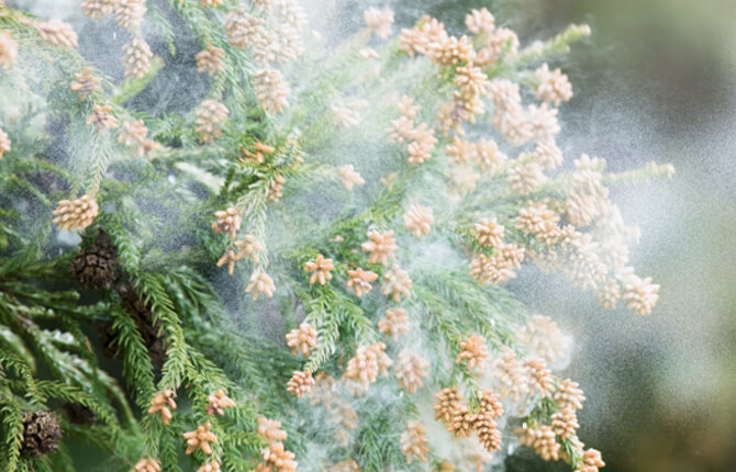 特長5：アレルギー免疫療法(重症スギ花粉外来)イメージ画像